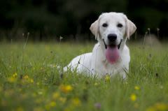 Bien vivre au jardin : misez sur la sécurité de votre chien