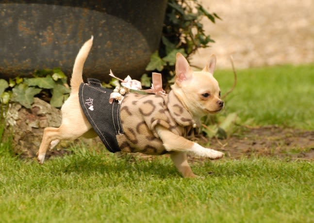 Manteaux pour chiens : est-ce nécessaire ?