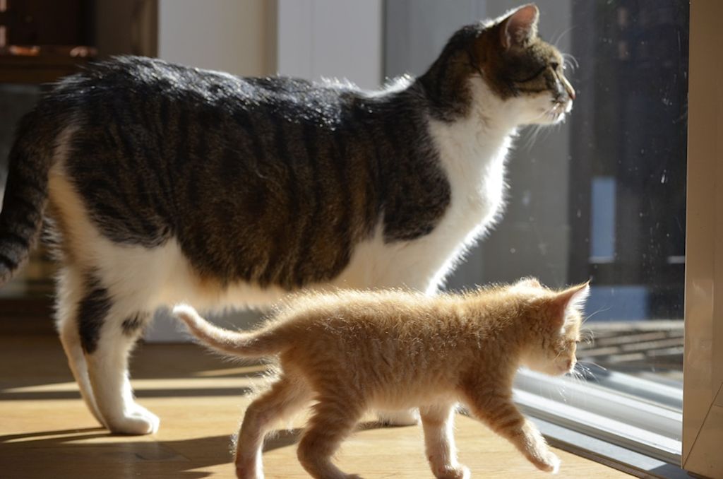 chat et chaton