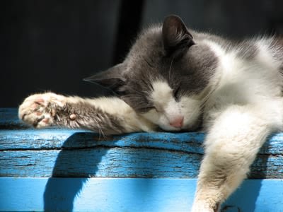 Le sommeil du chat