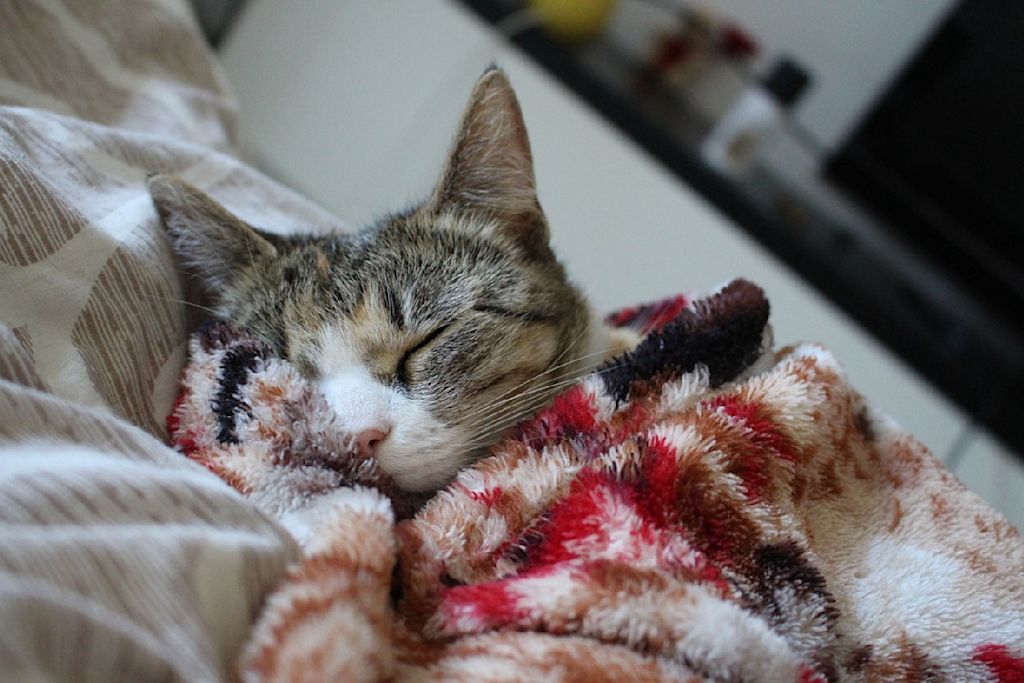chat qui dort