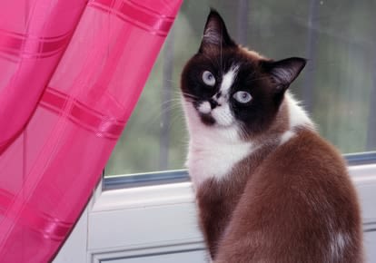 Chatons et chats adultes : des vers en tout genre