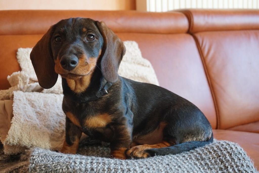 Chien qui gratte le canapé