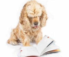 Les maîtres de chats plus intelligents que ceux de chiens