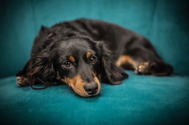 Pourquoi mon chien gratte le tapis ?