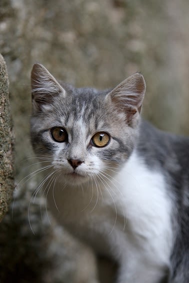Comprendre les 5 sens du chat pour mieux communiquer