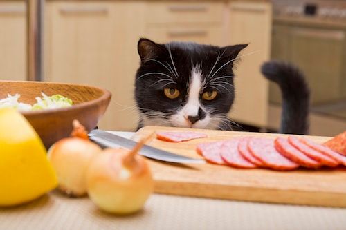 Le chat : un sacré voleur !