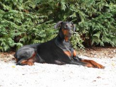 Cardiomyopathie dilatée du dobermann : solutions et espoir
