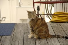 En vacances, ne changez pas l&rsquo;alimentation de votre chat