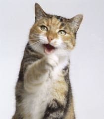 Meubles, rideaux… comment dissuader son chat de griffer?