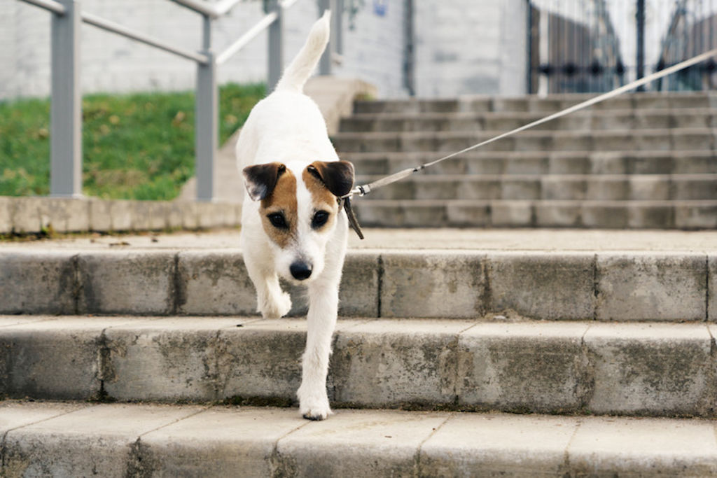 jaack_russel_terrier_hernie_discale