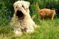 Epillet : une graine dangereuse pour le chat et le chien