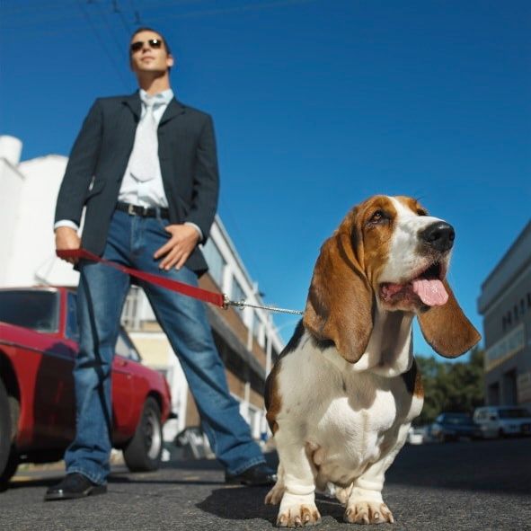 Pour se déstresser… promenez votre chien