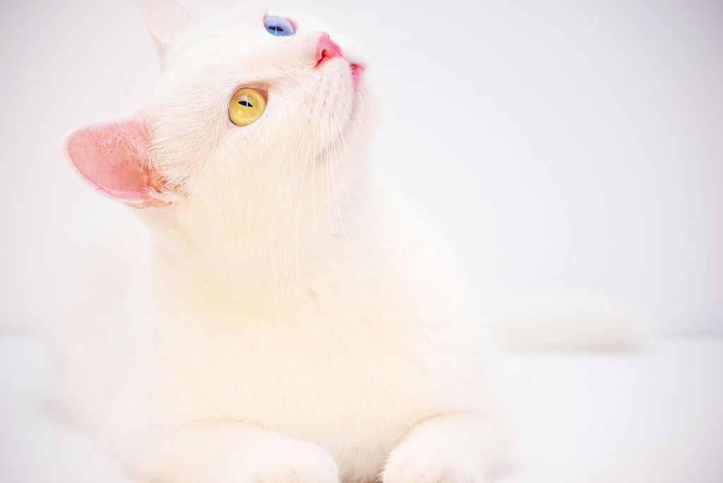 chat vu de profil