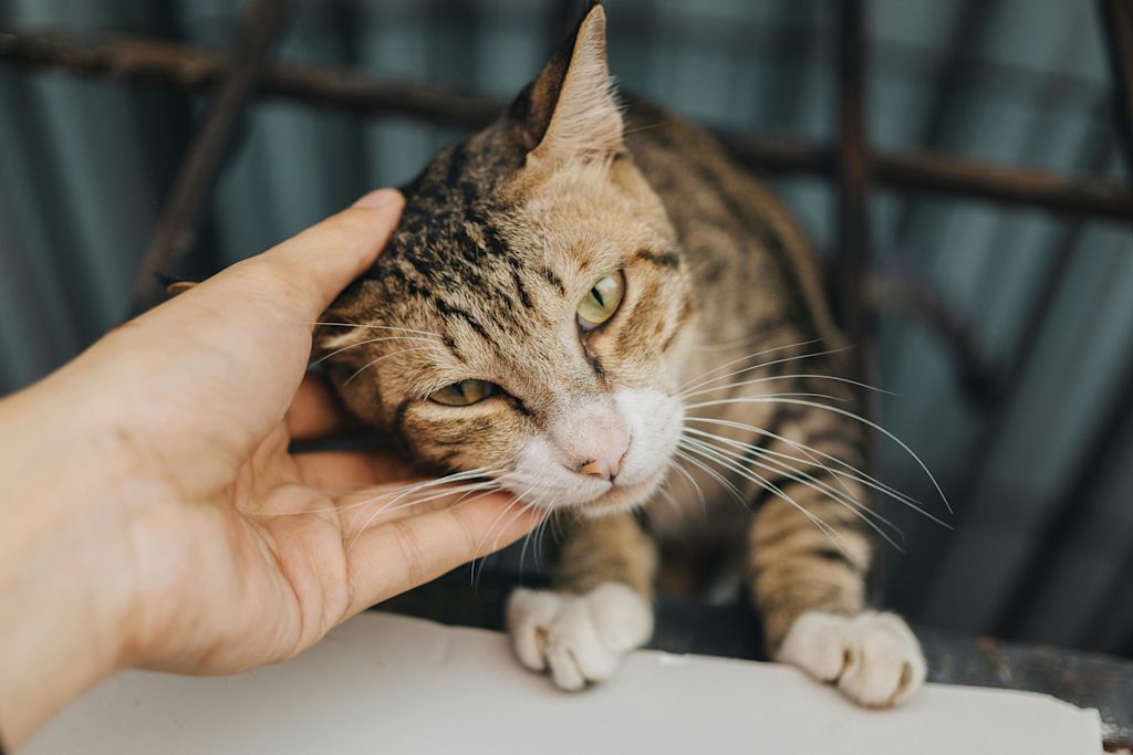chat soign&eacute;