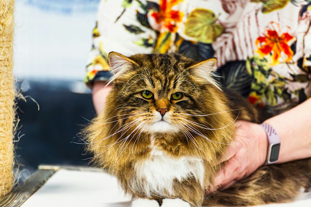 chat assis 