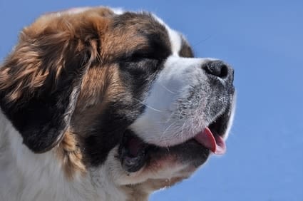 5,6 % des maîtres suisses assurent leurs chiens et chats