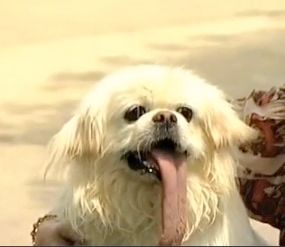 11,43 cm : le chien à la plus grande langue au monde !