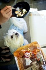 Un restaurant exclusivement réservé aux chiens en Australie