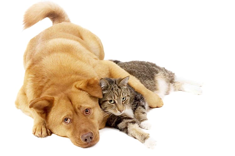 Les chiens seraient plus intelligents que les chats