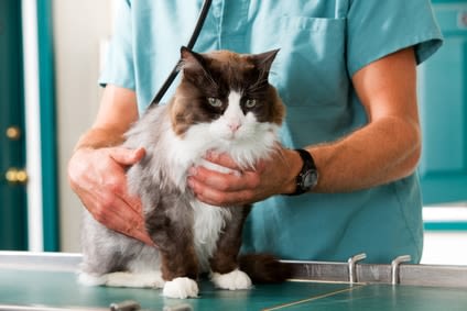 Où mon chien ou mon chat a-t-il mal ?
