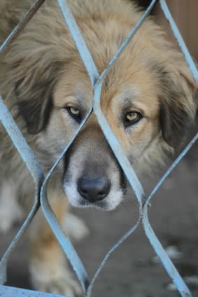 Un site chinois vend des articles en peau de chien et chat