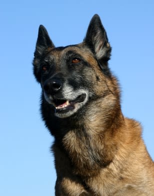 Le flair du chien pour détecter le cancer de la prostate