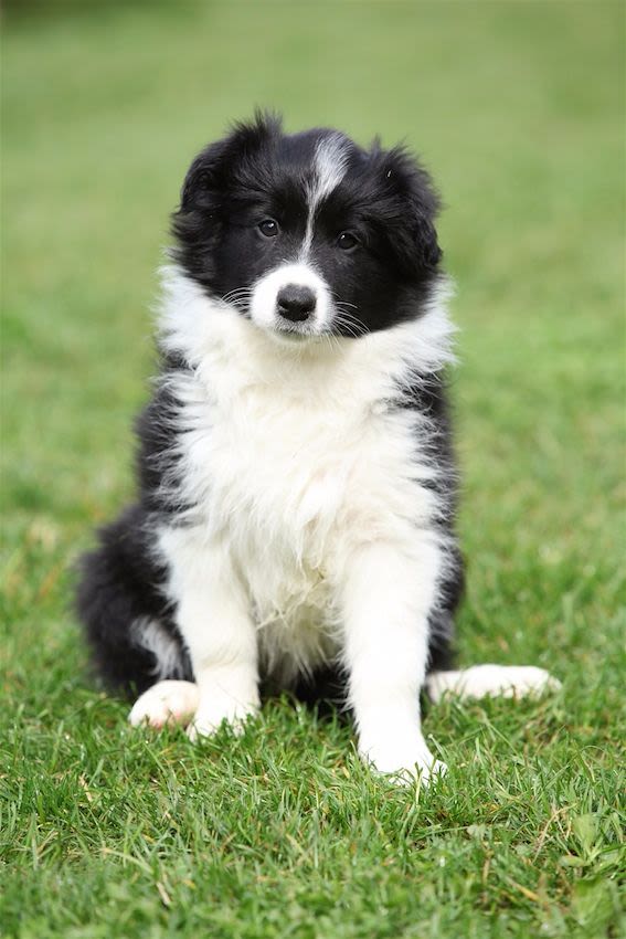 Un chien border collie apprend 1 022 mots