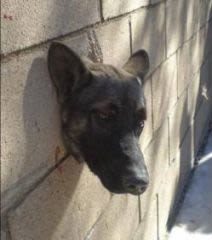 Trop curieux, un chien se coince la tête dans un mur !