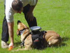 Un système pour commander le chien à distance !