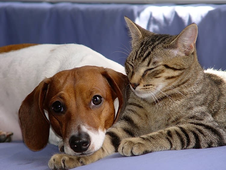 Parasites internes chien et chat : vermifugez !