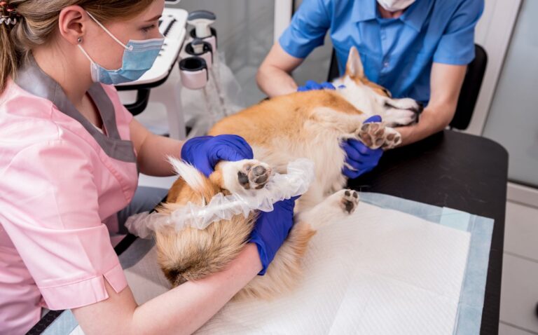 Pyomètre chez la chienne : le diagnostic doit être précoce