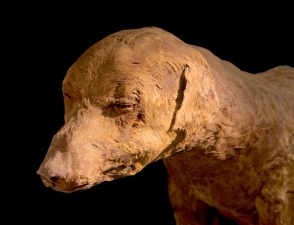 Egypte : découverte de momies de chiens vieilles de 2500 ans