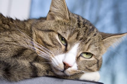 Stop à la pilule contre les chaleurs chez la chatte
