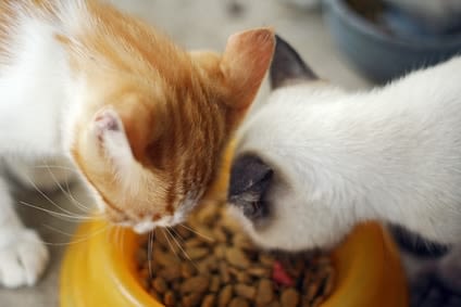 Changement d’aliment chez le chat : comment procéder ?