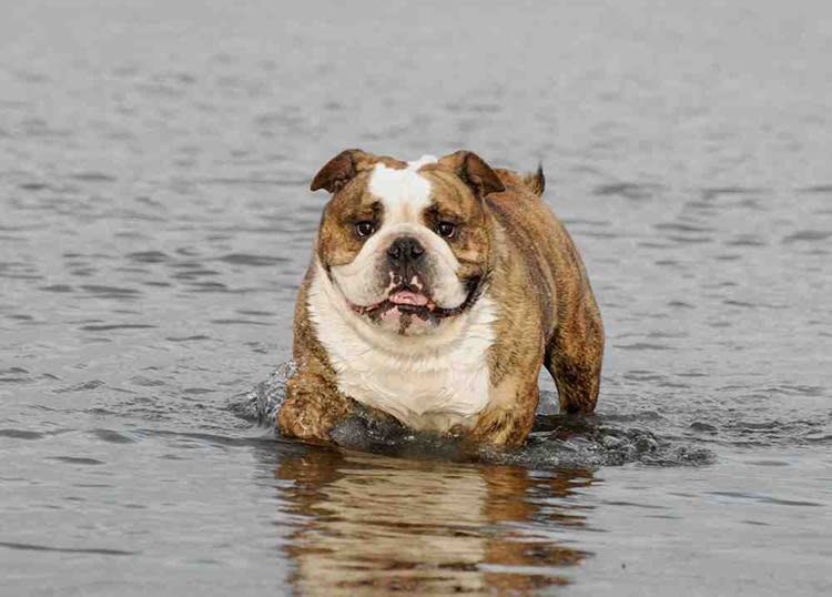 Chaleur : les précautions à prendre chez le chien et chat