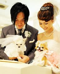 Les chiens japonais témoins de mariage de leurs maîtres !