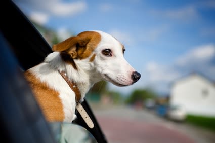 Irlande, Suède et Royaume-Uni: y voyager avec son chien ou chat