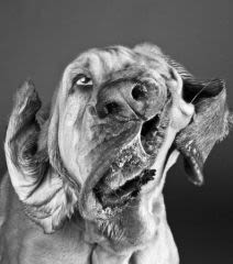 Carli Davidson : une photographe saisit les chiens au vol