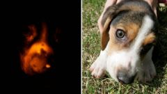 Des scientifiques sud-coréens créent un chien vert fluorescent