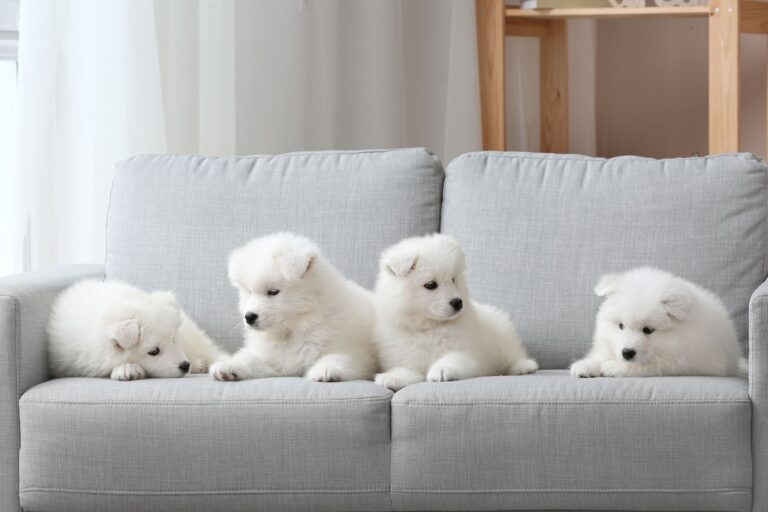 Bien mener le sevrage des chiots