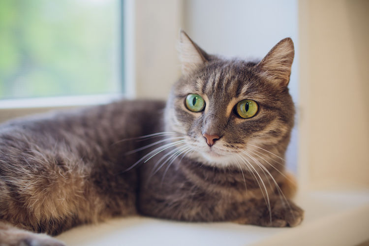 Leucose chez le chat : un vaccin contre cette maladie grave