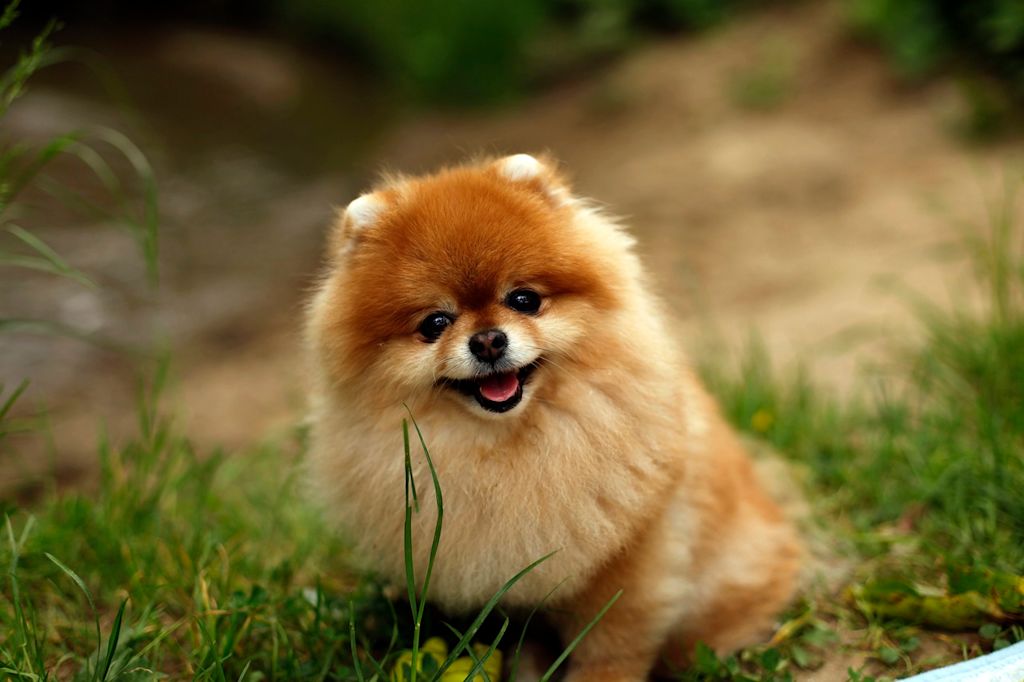 spitz loulou pomeranien