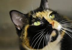 Un chat fait 2 500 km pour retrouver ses maîtres