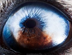 Un photographe plonge dans les yeux des animaux