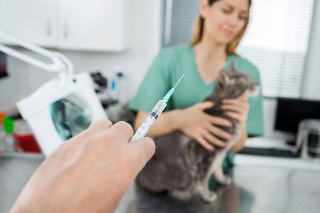 vaccin leucose chat