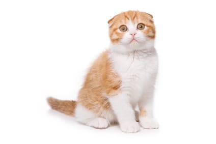 Halloween : une nuit redoutée par les chats et chiens