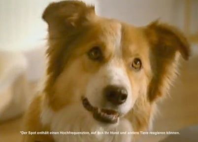 Une publicité télévisée veut capter l’attention des chiens