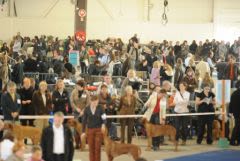 Virus et bactéries : quels risques en exposition canine ?