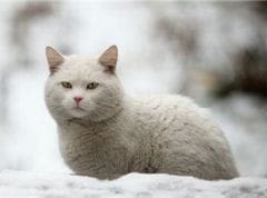Maladie rénale chronique: assurer au chat âgé une longue vie